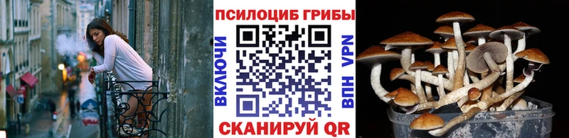 Галлюциногенные грибы Psilocybe  Верхоянск 